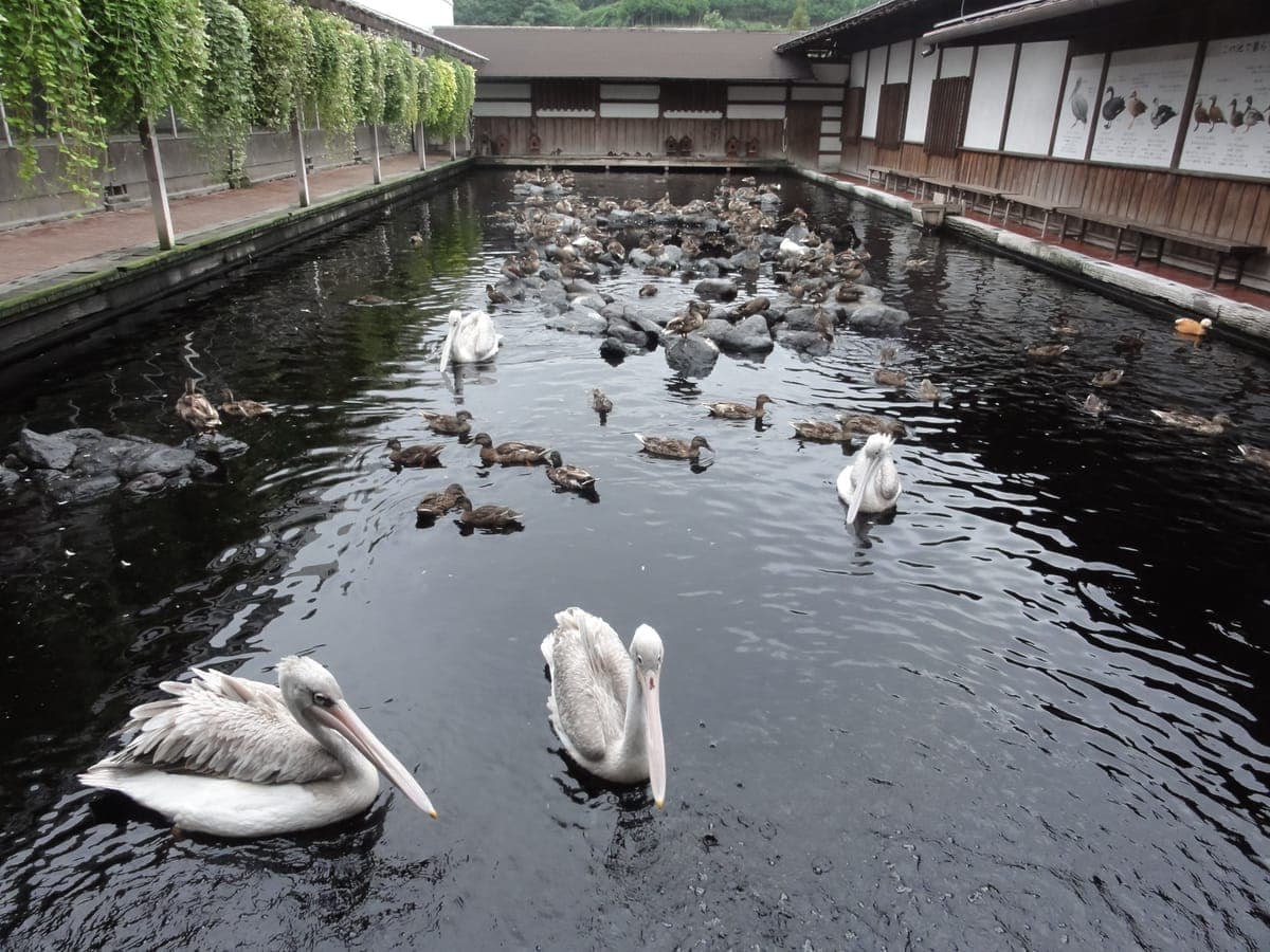 掛川花鳥園