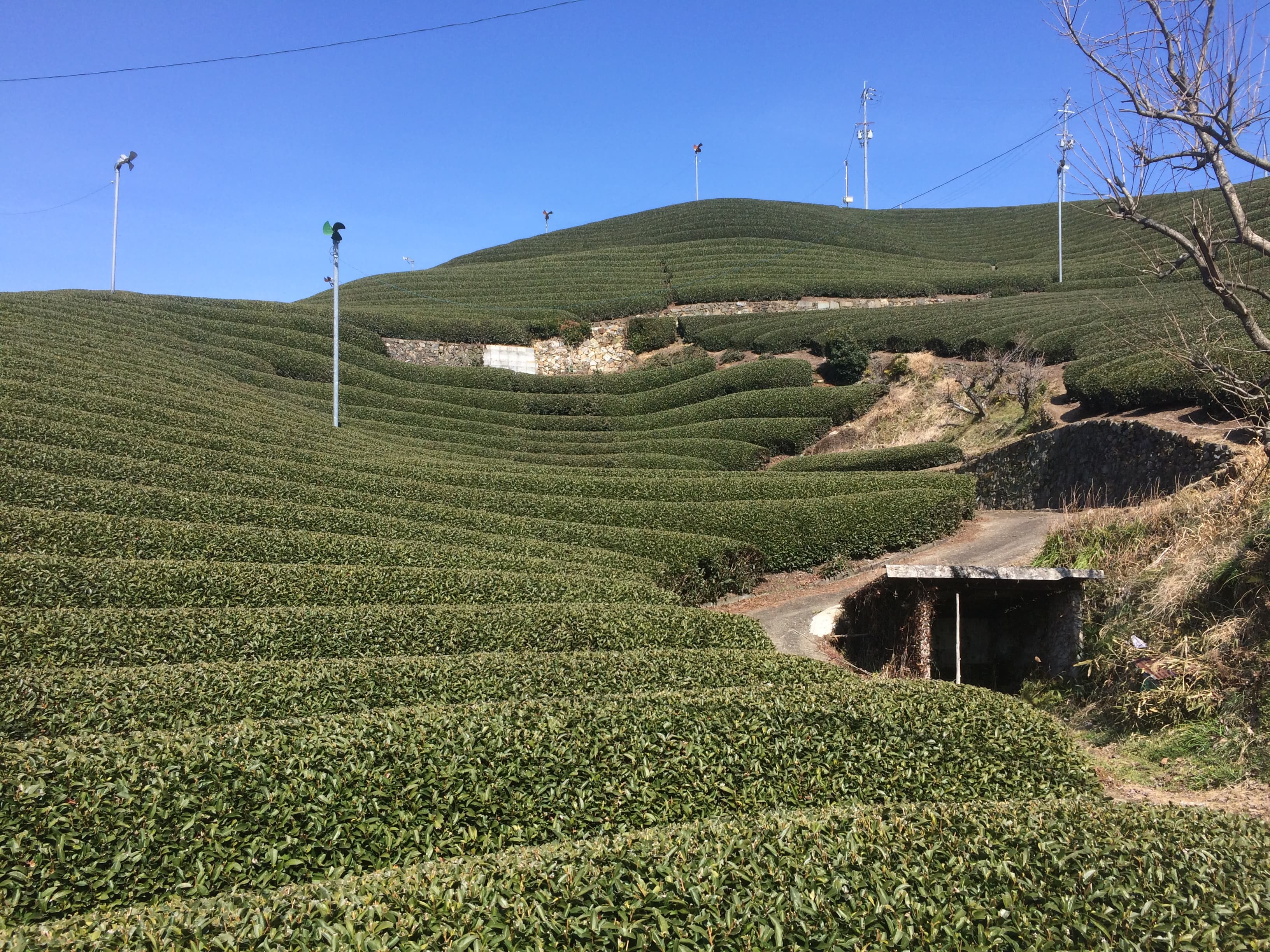 和束茶源郷