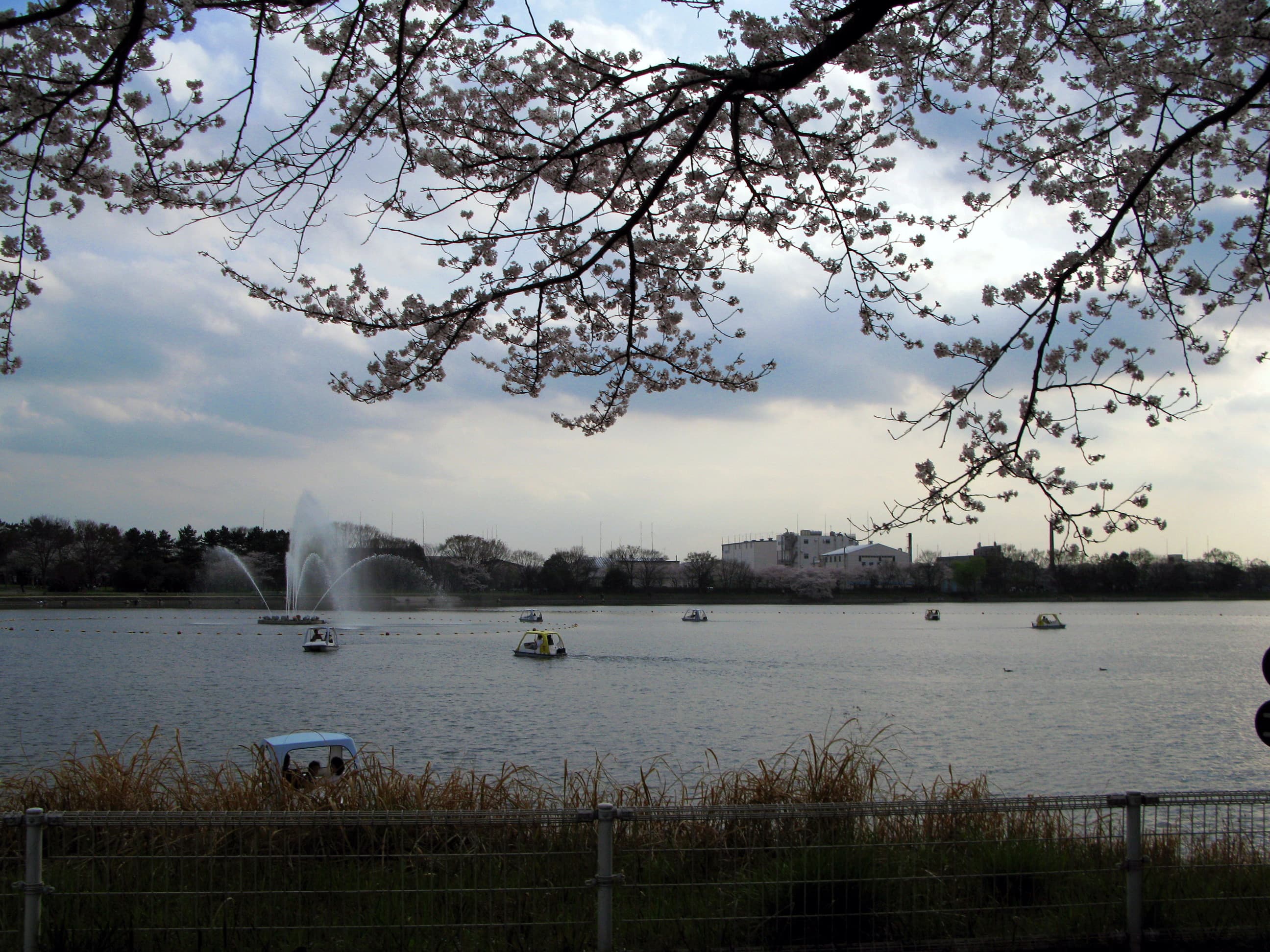久喜菖蒲公園