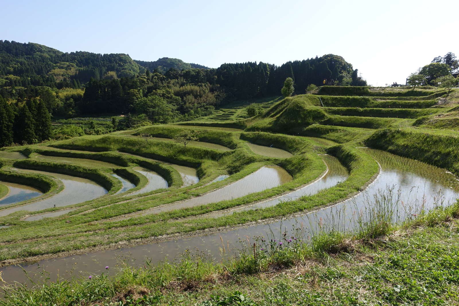 大山千枚田